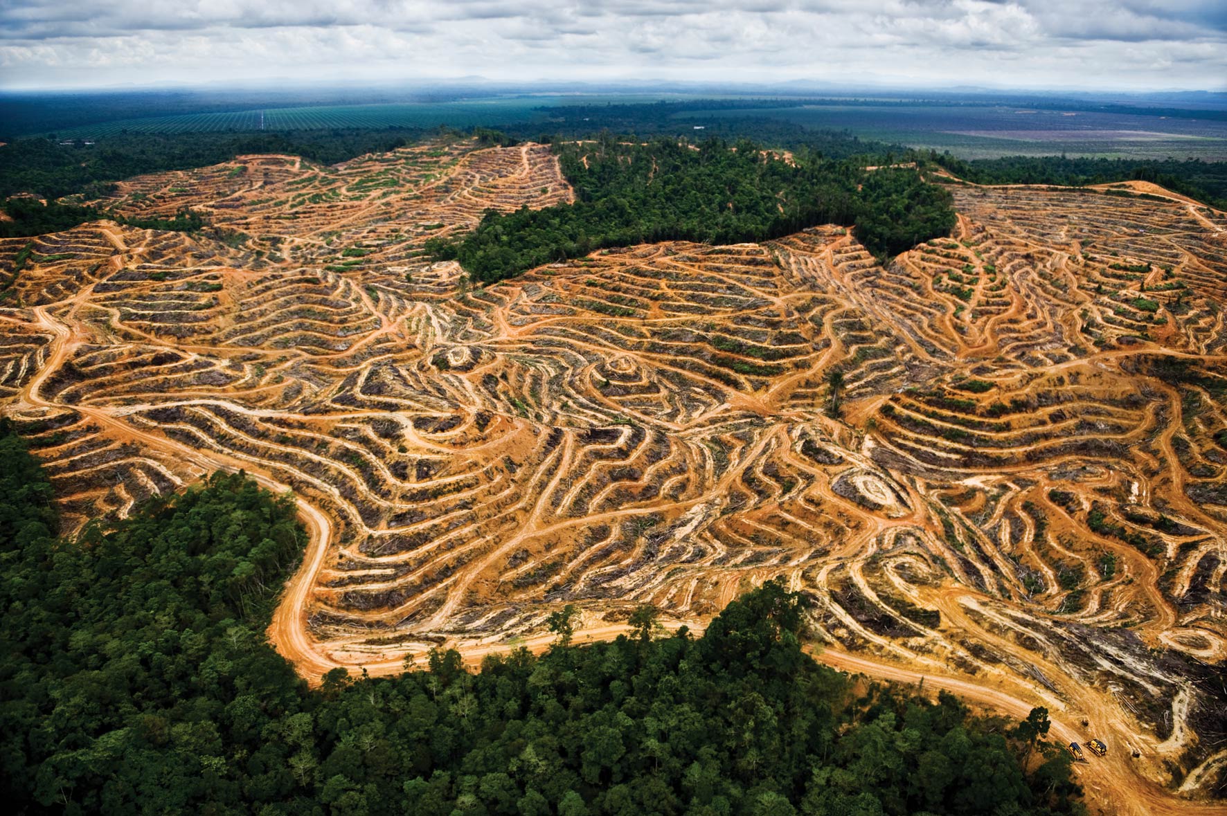 Land cleared for palm oil plantations in Tasmania. Mattias Klum